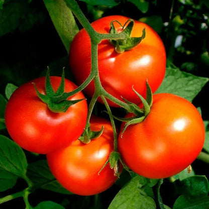 Celebrity Plus Tomato Seeds - Heirloom Vegetable Plant for Home Gardens