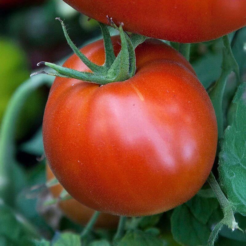 Celebrity Plus Tomato Seeds - Heirloom Vegetable Plant for Home Gardens