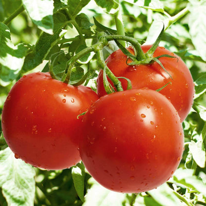 Celebrity Plus Tomato Seeds - Heirloom Vegetable Plant for Home Gardens