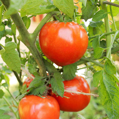 Celebrity Plus Tomato Seeds - Heirloom Vegetable Plant for Home Gardens