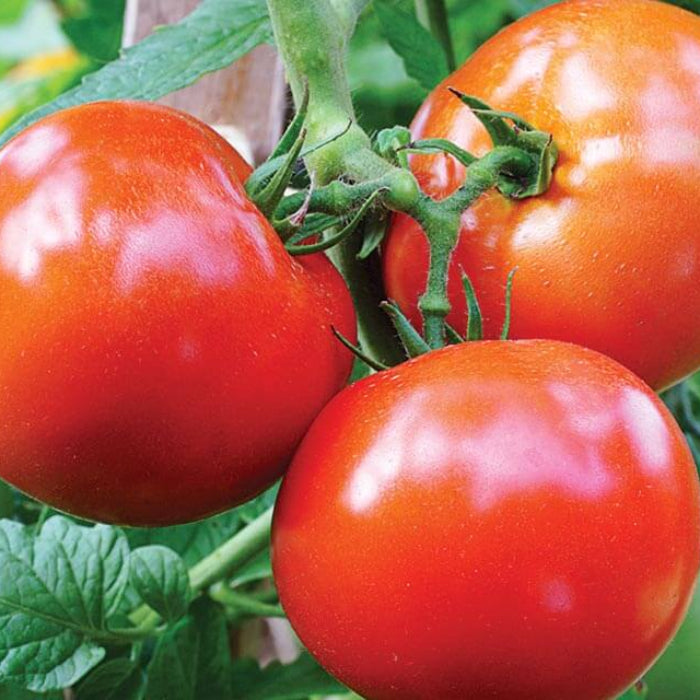 Celebrity tomato seeds - Vegetable Plant