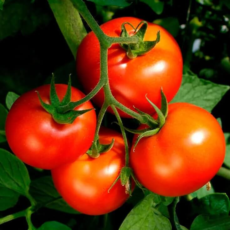 Celebrity tomato seeds - Vegetable Plant