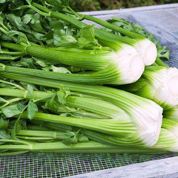 Celeriac Seeds - Vegetable Plant for Home Gardens