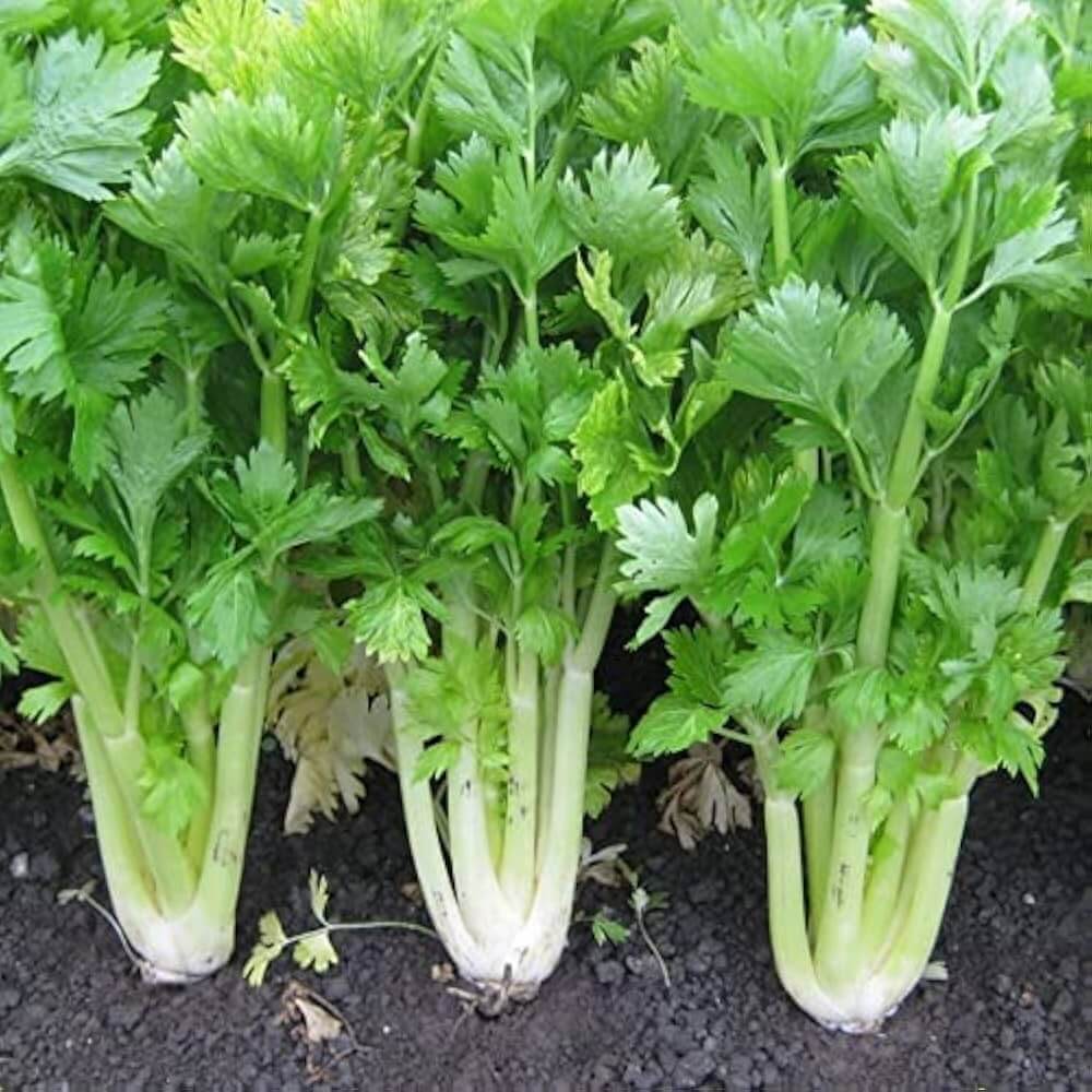 Celeriac Seeds - Vegetable Plant for Home Gardens