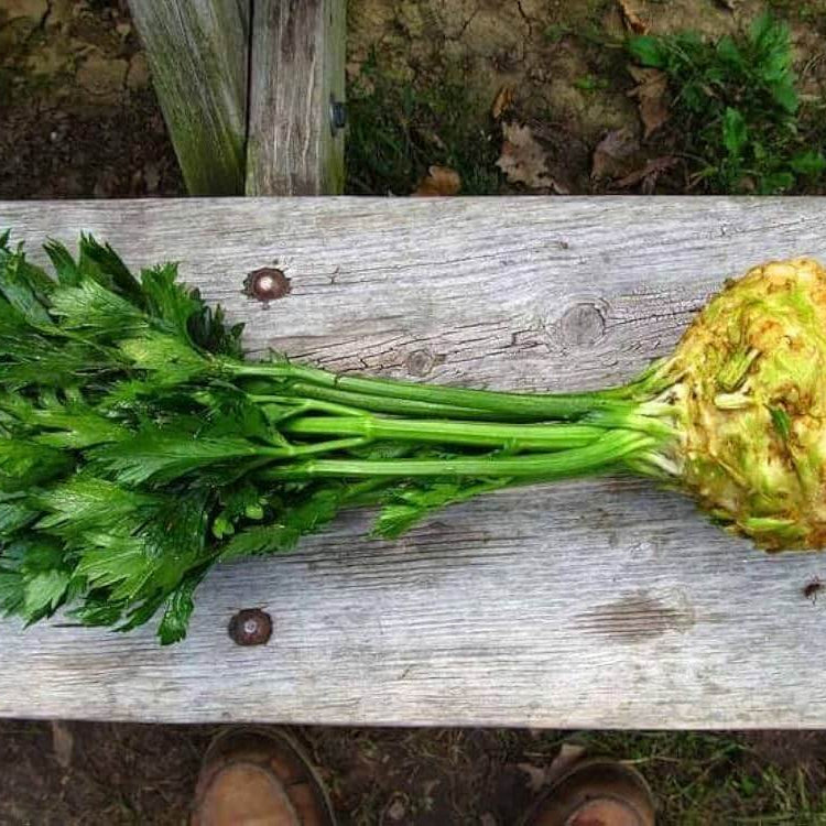 Celeriac Seeds - Vegetable Plant for Home Gardens