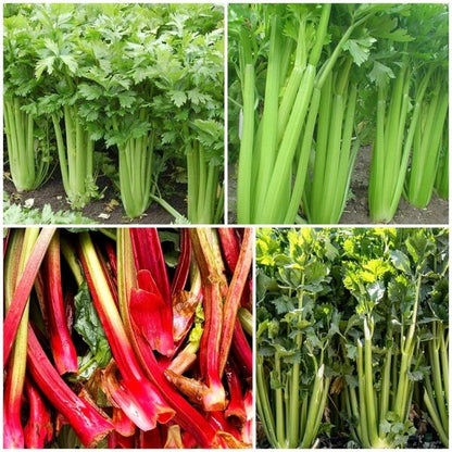 Celery Seeds - All In One For Home Gardens