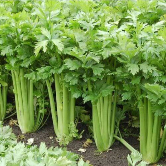 Celery Seeds - Vegetable Plant