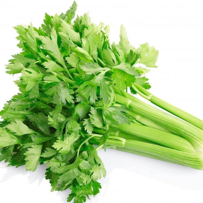 Celery Seeds - Vegetable Plant