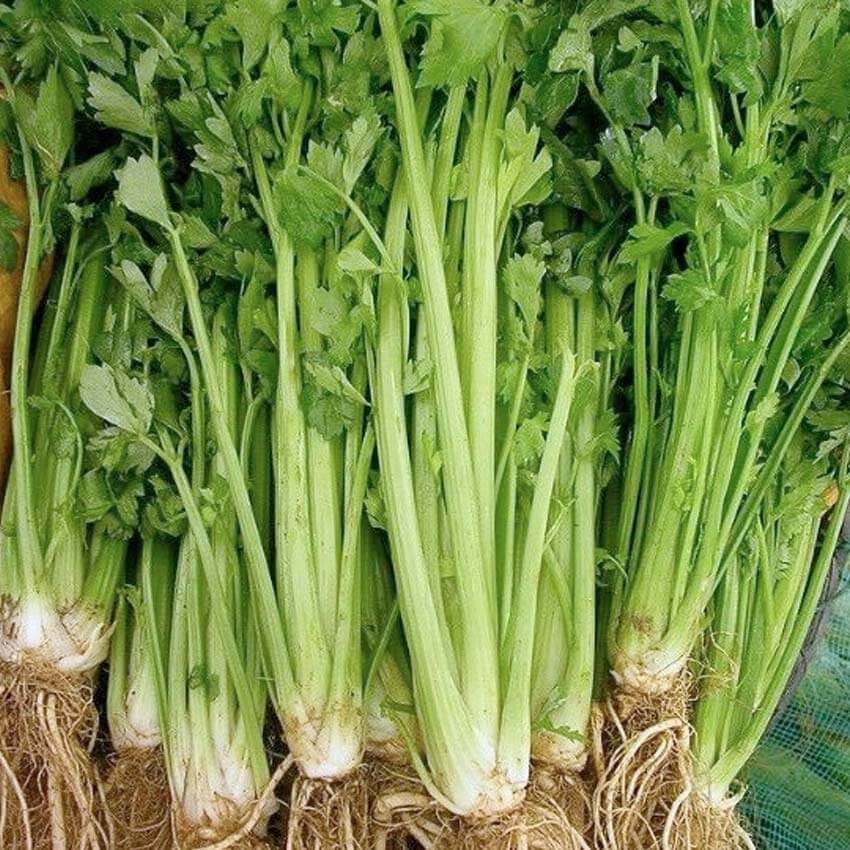 Celery Tall Utah Seeds