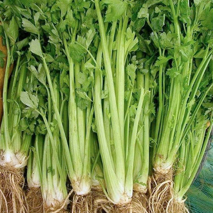 Celery Tall Utah Seeds