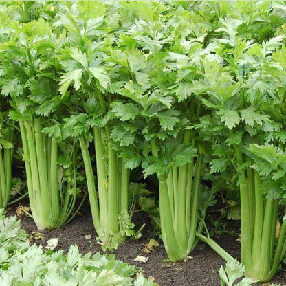 Celery Tall Utah Seeds