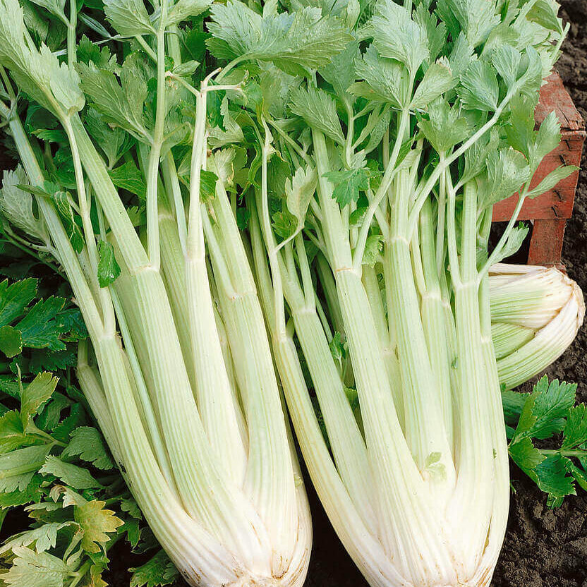 Celery Tall Utah Seeds