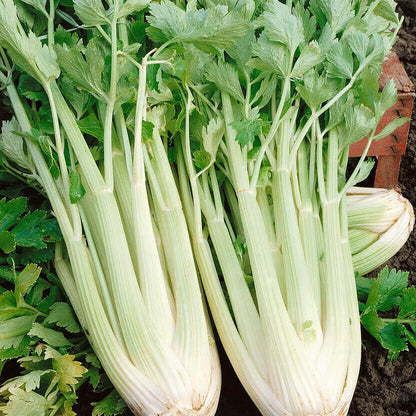 Celery Tall Utah Seeds