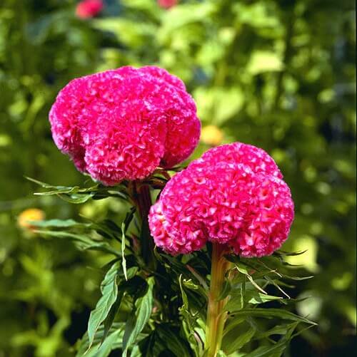Celosia Cristata Seeds