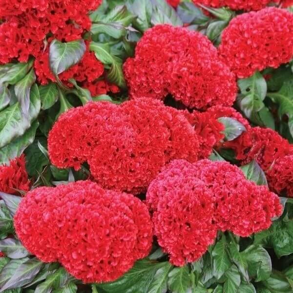 Celosia Cristata Seeds