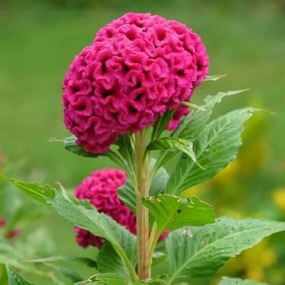 Celosia Cristata seeds