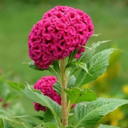 Celosia Cristata seeds