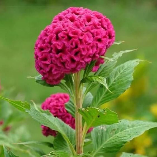 Celosia Cristata seeds