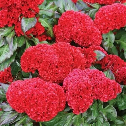 Celosia Cristata seeds