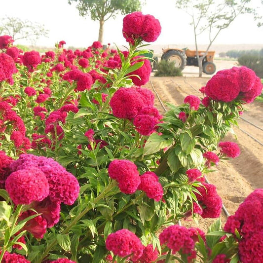 Celosia Seeds - Flower Plant for Home Gardens