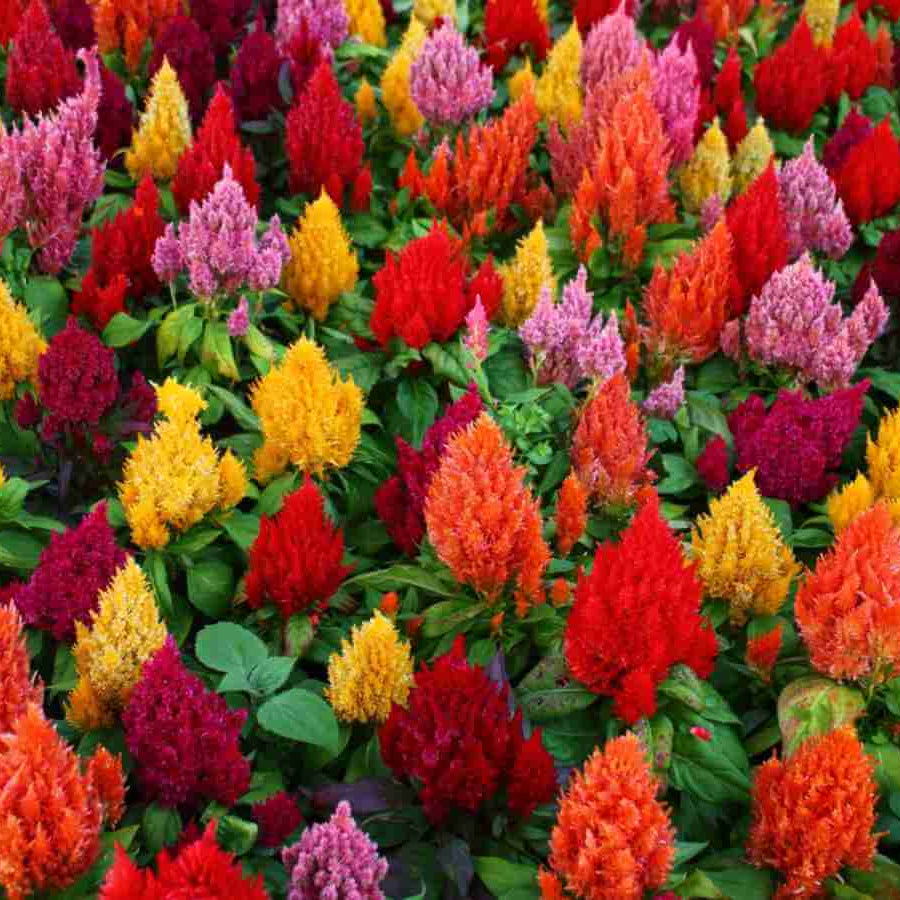 Celosia Seeds 