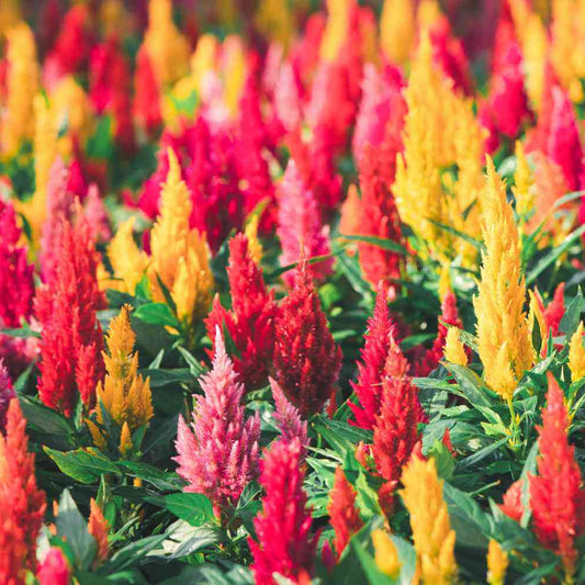 Celosia Seeds 