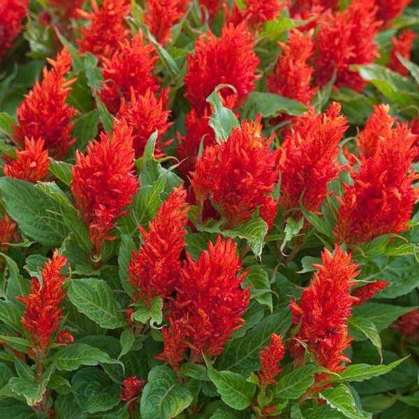 Celosia Seeds 
