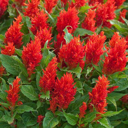 Celosia Seeds 