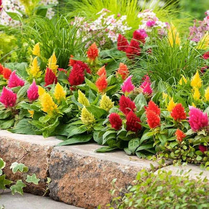 Celosia Seeds 