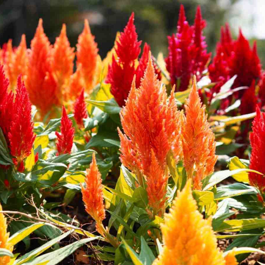 Celosia Seeds 