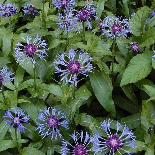 Centaurea Montana Seeds