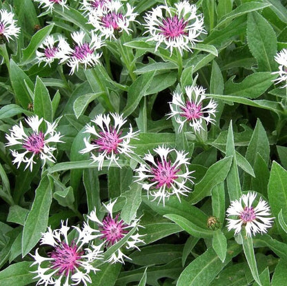 Centaurea Montana Seeds