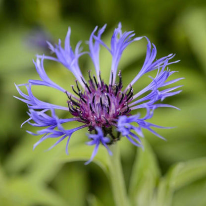 Centaurea Montana Seeds