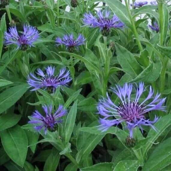 Centaurea Montana Seeds