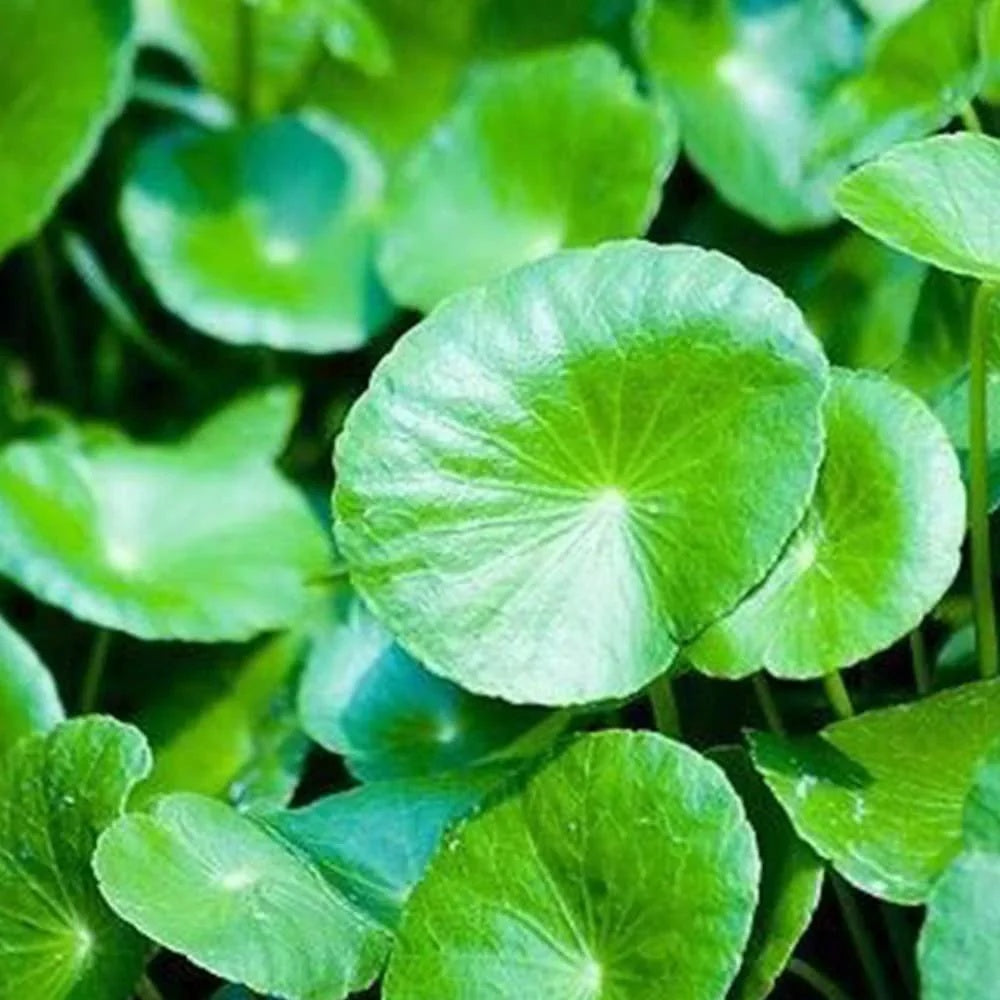 Centella Asiatica Seeds - Herbal Plant