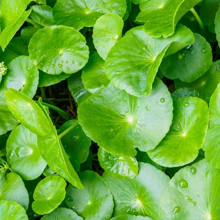 Centella Asiatica Seeds - Herbal Plant