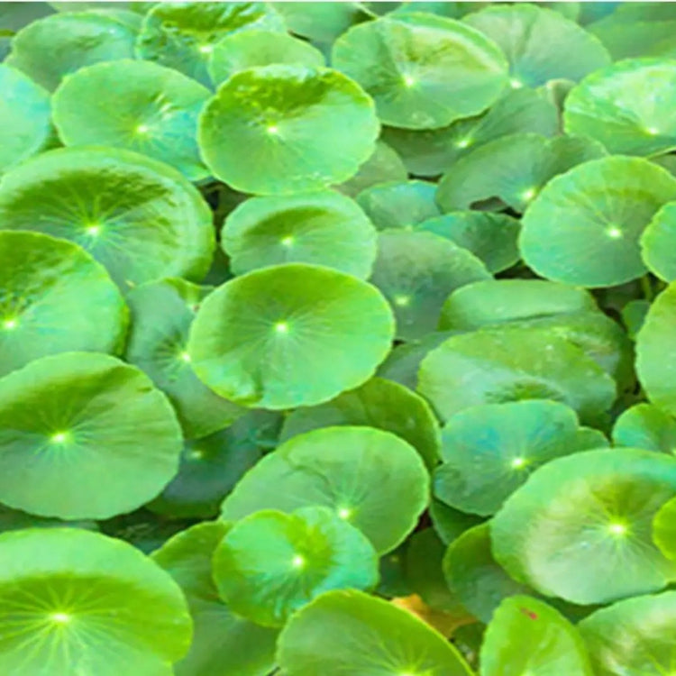 Centella Asiatica Seeds - Herbal Plant