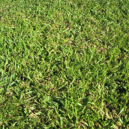 Centipede Grass Seeds - Grass Seeds for Home Gardens
