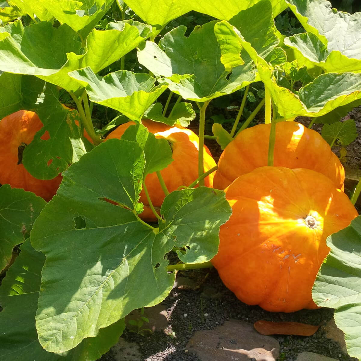 Centner Jelly Giant Pumpkin