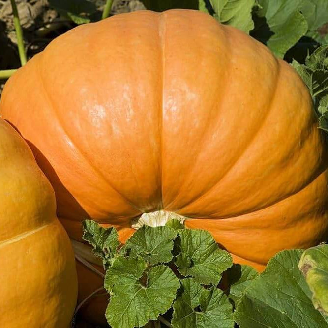 Centner Jelly Giant Pumpkin