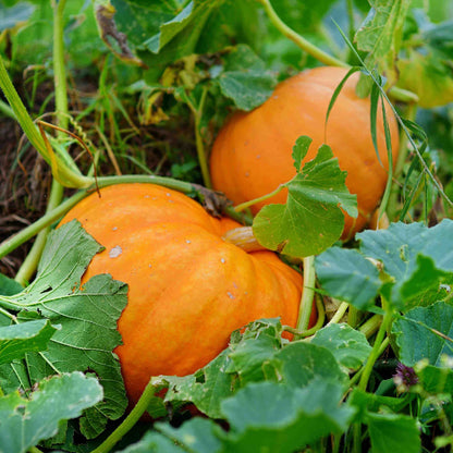 Centner Jelly Giant Pumpkin