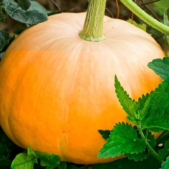 Centner Jelly Giant Pumpkin