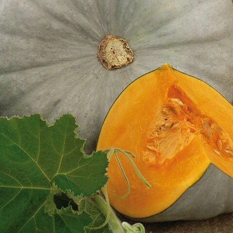 Centner Nelson Pumpkin Seeds