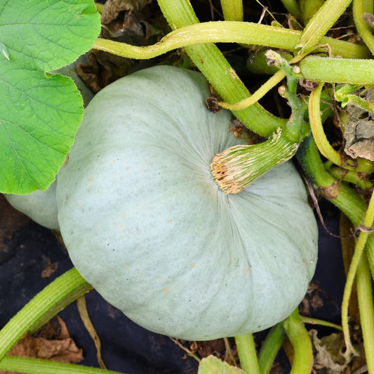 Centner Nelson Pumpkin Seeds
