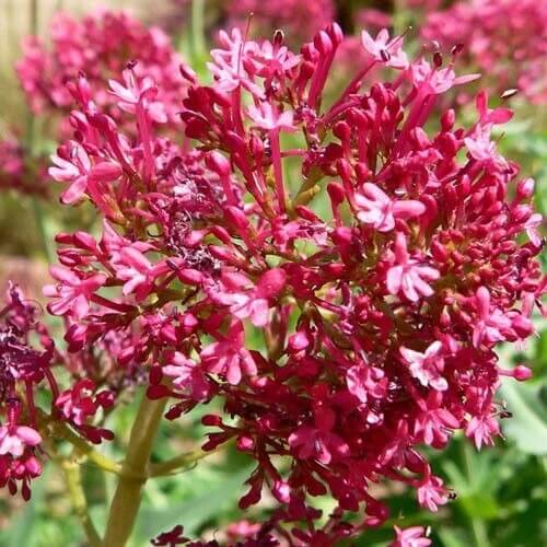 Centranthus Ruber Seeds