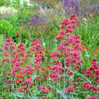 Centranthus Ruber Seeds
