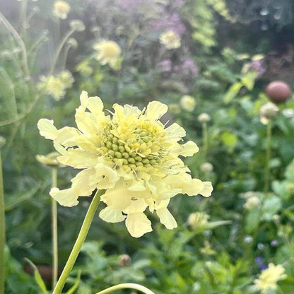 Cephalaria Gigantea Seeds - Heirloom Flower Plant for Home Gardens