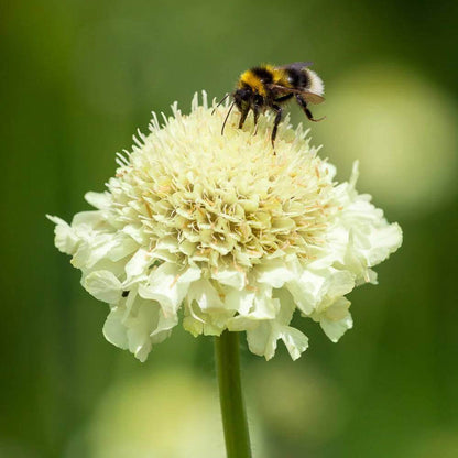 Cephalaria Gigantea Seeds - Heirloom Flower Plant for Home Gardens