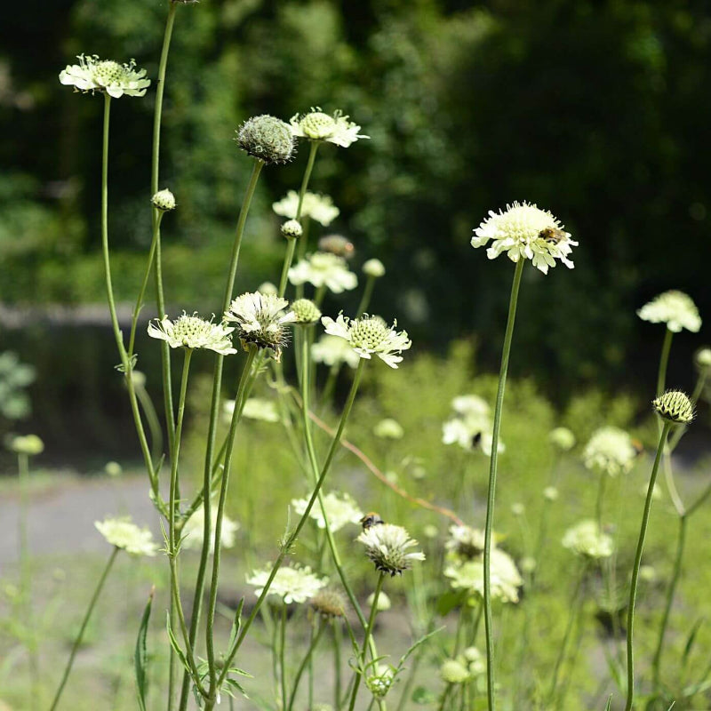 Cephalaria Gigantea Seeds - Heirloom Flower Plant for Home Gardens