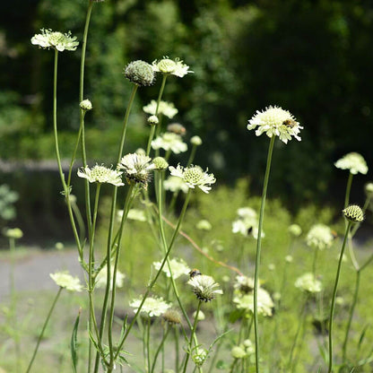 Cephalaria Gigantea Seeds - Heirloom Flower Plant for Home Gardens